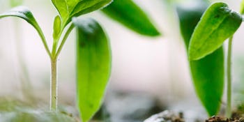 Three health benefits of at-home gardening